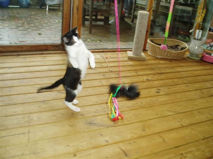 Huskat  Mickey - Mickey som killing. Han leger <,33 Hvis nogen skulle værre i tvivl c(o; billede 14