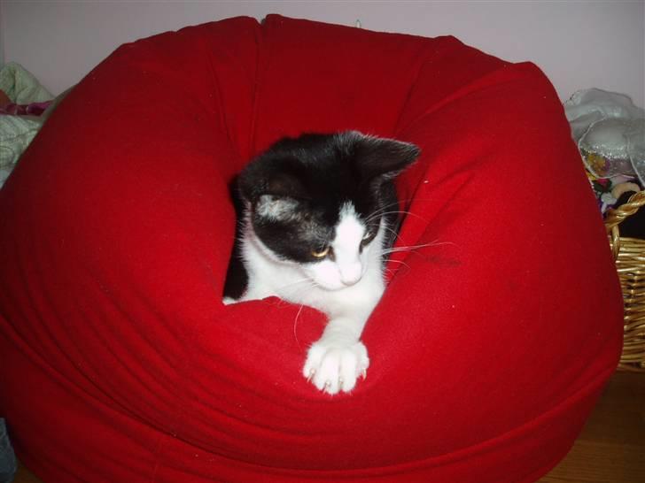 Huskat  Mickey - Mickey elsker og værre i min sækkepude<´33 billede 16
