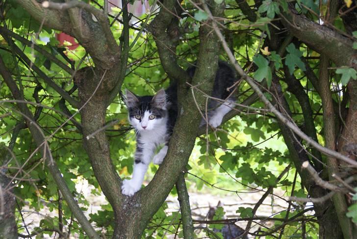 Norsk Skovkat Bailey - død - - Bailey i naboens træ.... september 2007 billede 6