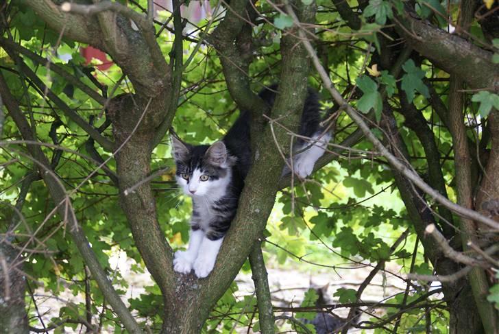 Norsk Skovkat Bailey - død - - Bailey i naboens træ.... september 2007 billede 7