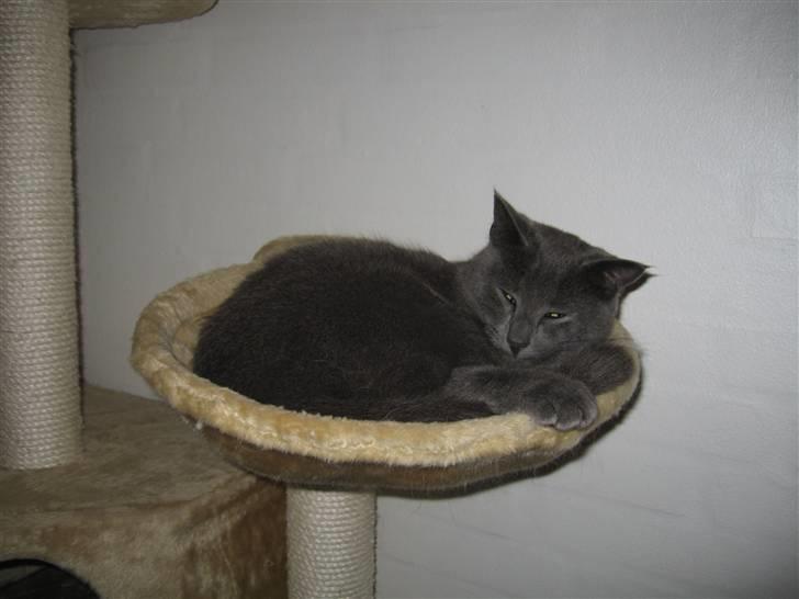 Huskat Cigurt - zzZZzz.....´ billede 17