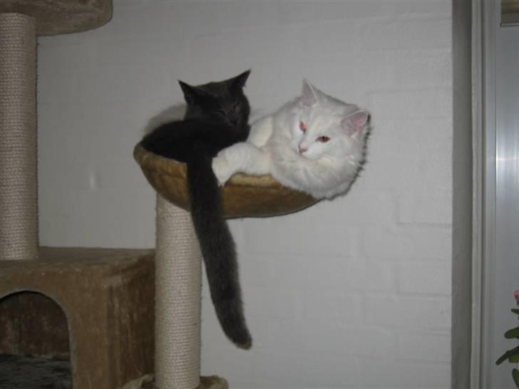 Huskat Cigurt - sådan holder man varmen :0) billede 18