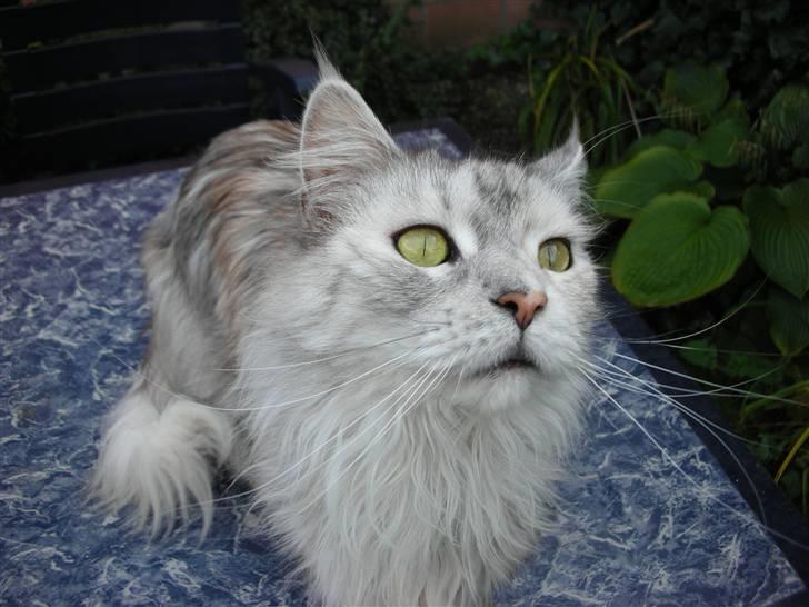 Maine Coon Tahquamenons Felicia RIP - ihh hvAD er det? billede 14