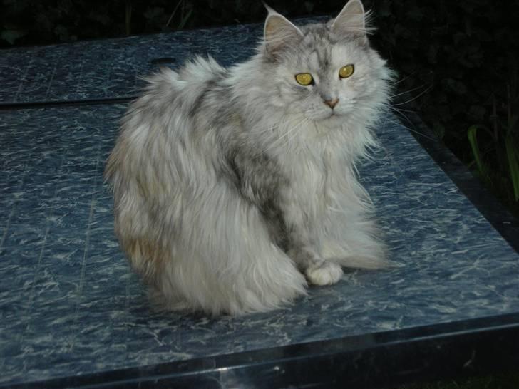 Maine Coon Tahquamenons Felicia RIP billede 16