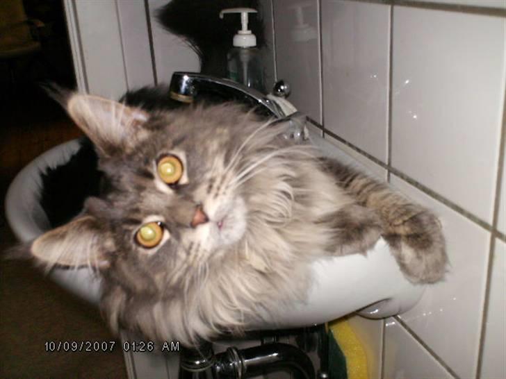 Maine Coon Dk Lionpark´s Idor R.I.P  - Øv jeg kan næsten ikke være her mere billede 7