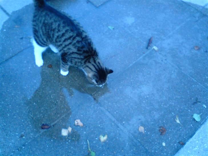 Huskat Æsel - Vand til Mig(: billede 8