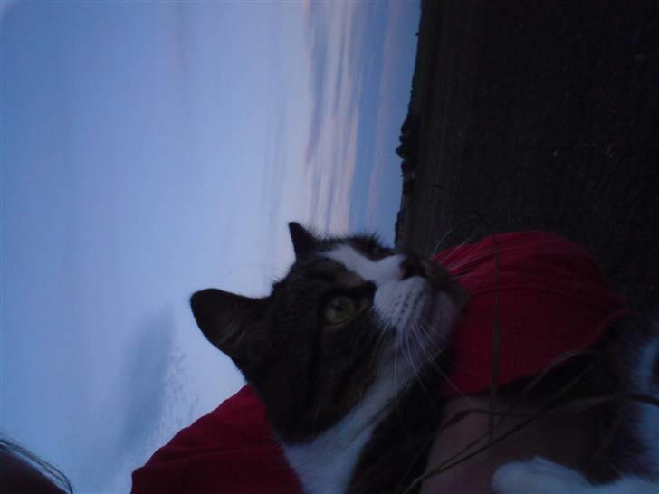 Huskat Æsel - Dejlig aften(:´ billede 9