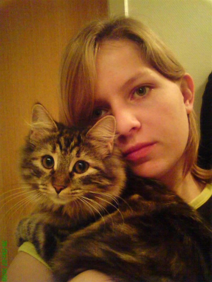 Sibirisk Kat DK Cornelius Westh Soffie - Her er min skønne lille Soffie! Det er bare perfekt dette billede! billede 2