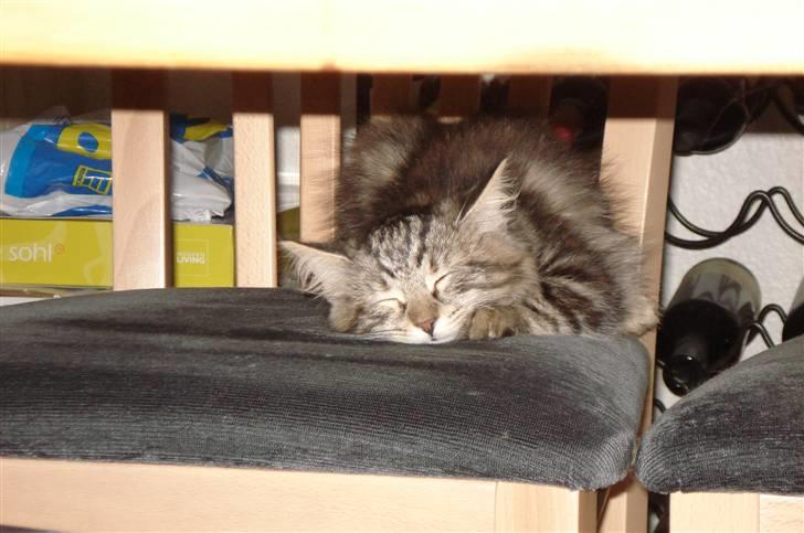 Sibirisk Kat DK Cornelius Westh Soffie billede 3