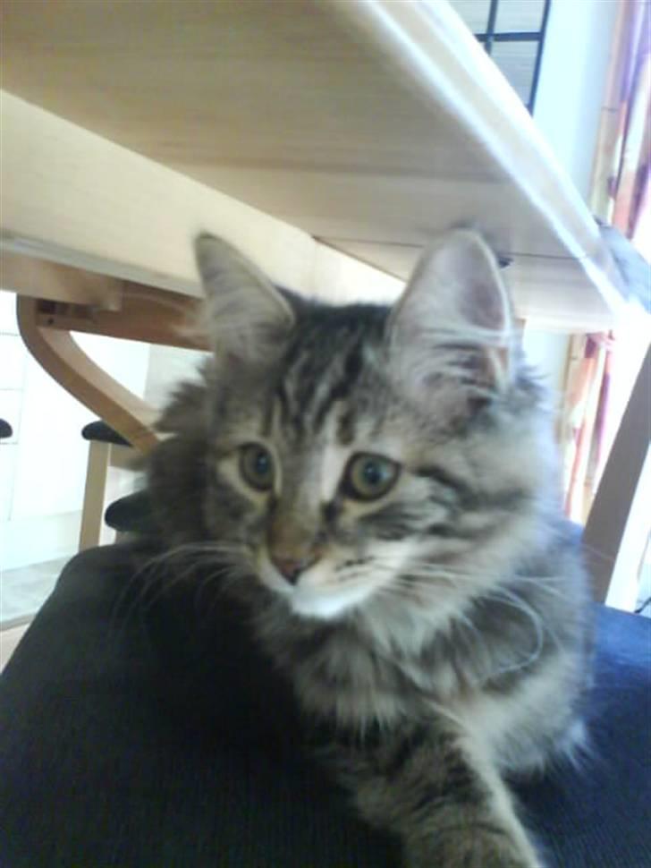 Sibirisk Kat DK Cornelius Westh Soffie billede 4