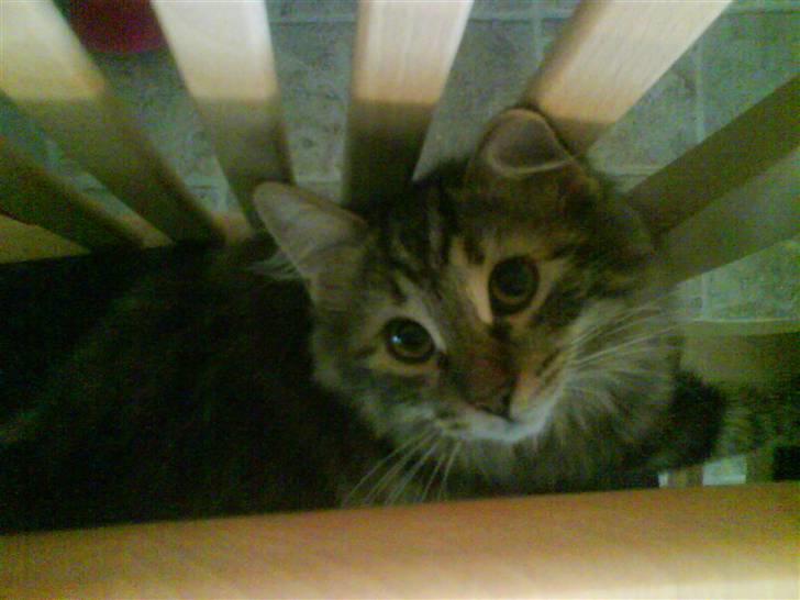 Sibirisk Kat DK Cornelius Westh Soffie billede 5