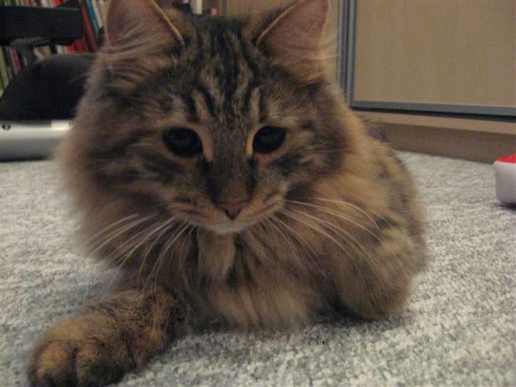 Sibirisk Kat DK Cornelius Westh Soffie - Soffie modellen ;) billede 6