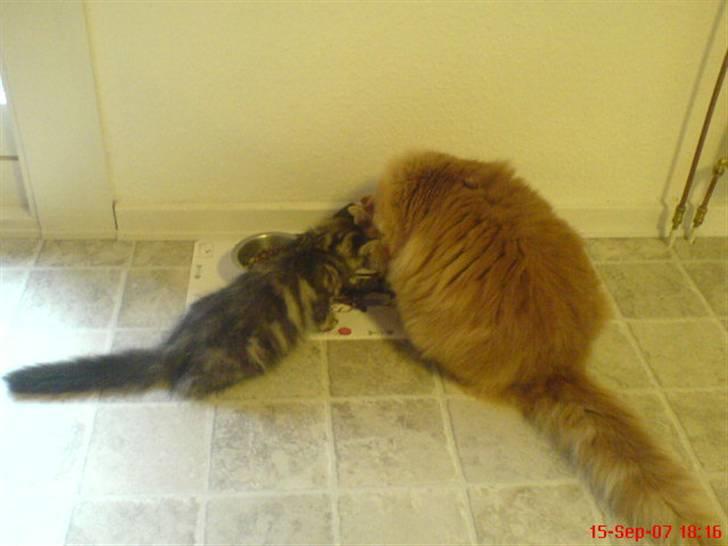 Sibirisk Kat DK Cornelius Westh Soffie - De blev lige lidt tørstige! - Skal jo også til. billede 7