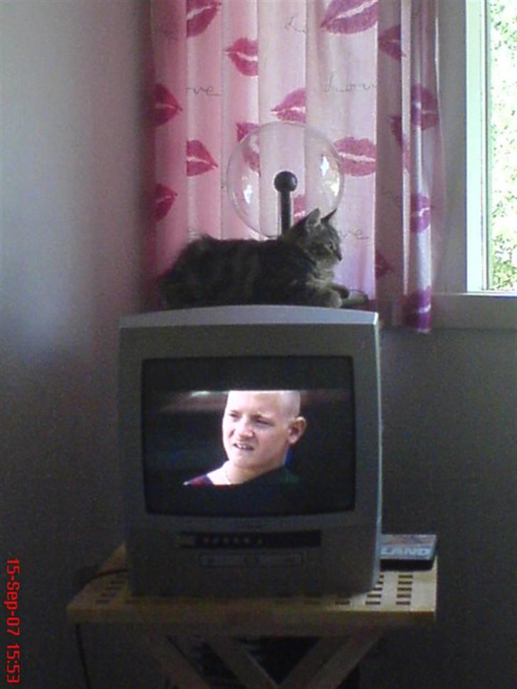 Sibirisk Kat DK Cornelius Westh Soffie - Her ligner det hun ligger ovn på fjernsynet, men hun ligger faktisk på en cd holder. (se næste billede) billede 8