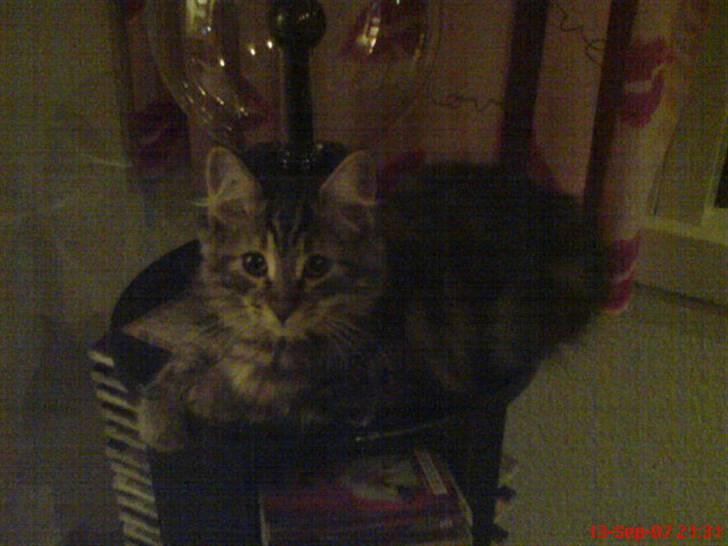 Sibirisk Kat DK Cornelius Westh Soffie billede 9