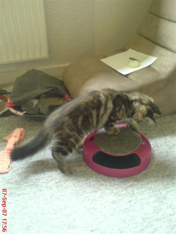 Sibirisk Kat DK Cornelius Westh Soffie billede 10