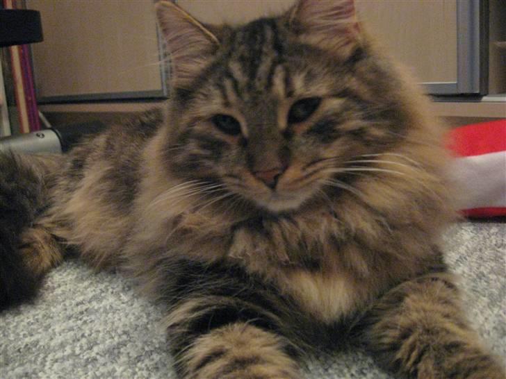 Sibirisk Kat DK Cornelius Westh Soffie billede 11