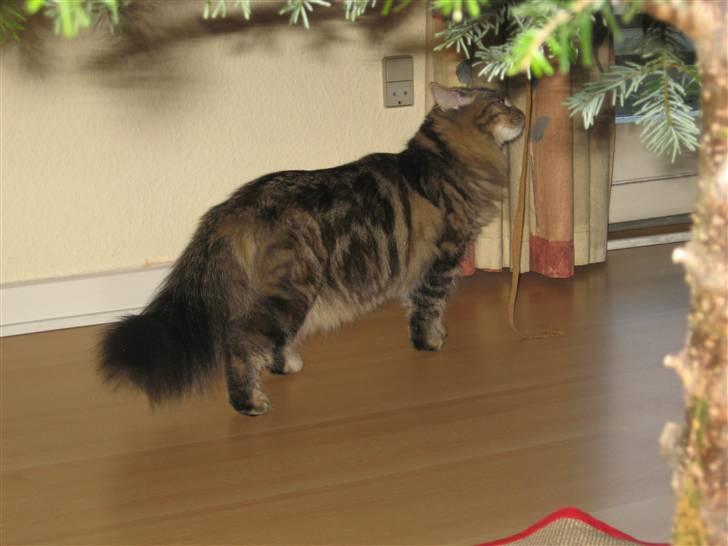 Sibirisk Kat DK Cornelius Westh Soffie - Hun er ved at blive rigtig smuk og yndig at se på. billede 12