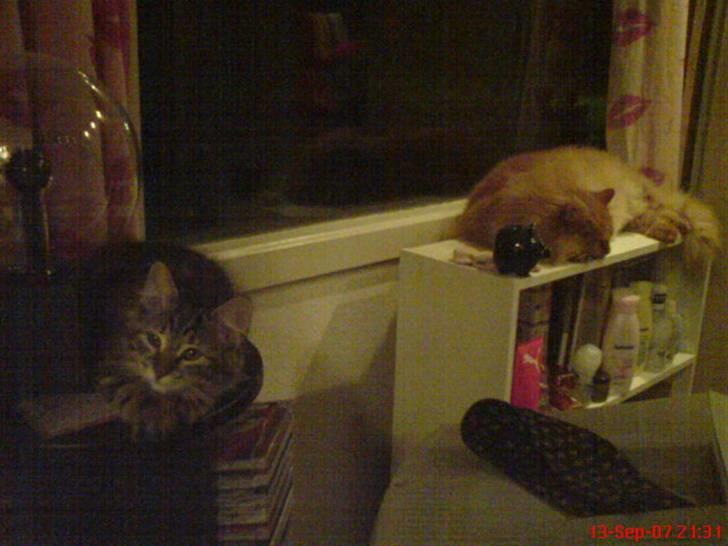 Sibirisk Kat DK Cornelius Westh Soffie - Aften hygge ;) billede 13