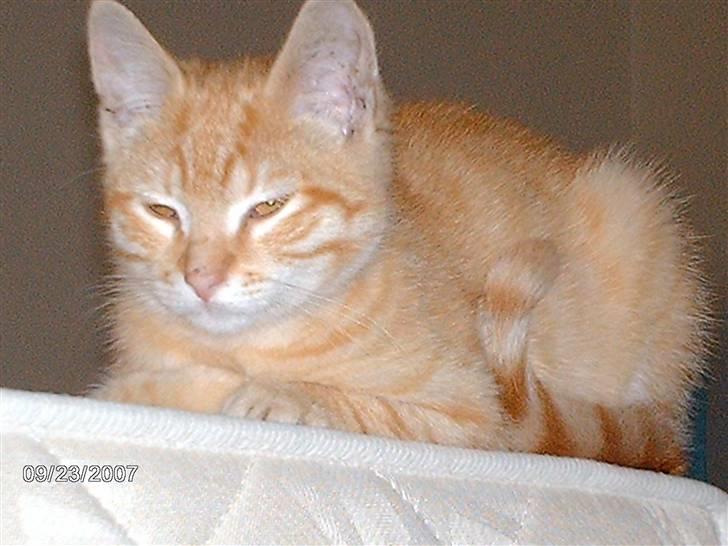 Huskat *GARFIELD* - Det er så mig *GARFIELD* billede 1