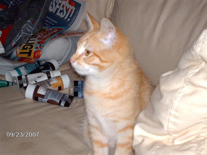 Huskat *GARFIELD* - Hmm hvad skal jeg nu finde på at lave af narrestreger billede 2