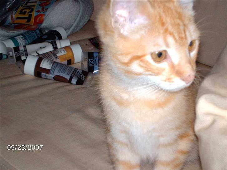 Huskat *GARFIELD* billede 3