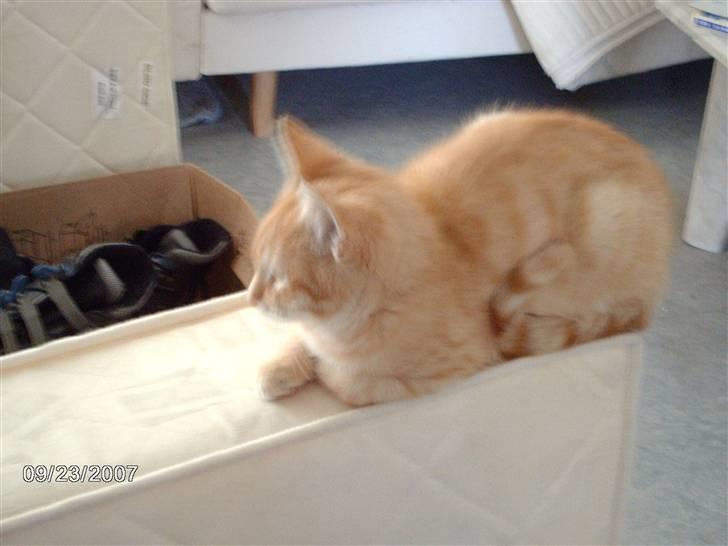 Huskat *GARFIELD* - Så kan jeg da også lige tage en lur billede 4