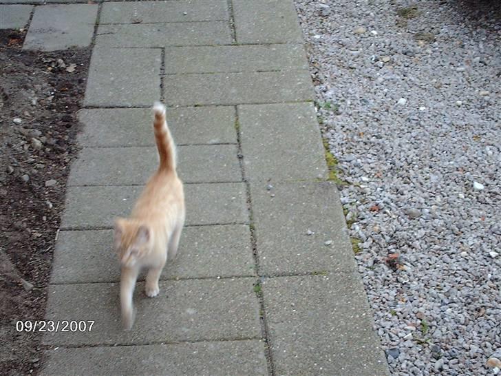 Huskat *GARFIELD* billede 5