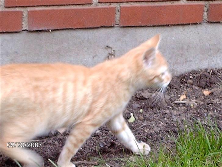 Huskat *GARFIELD* billede 6