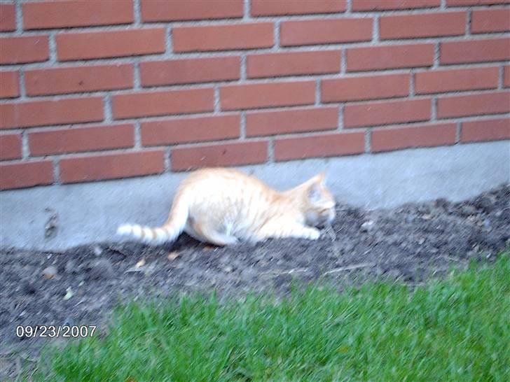 Huskat *GARFIELD* - Er lige ude på spilopper billede 7