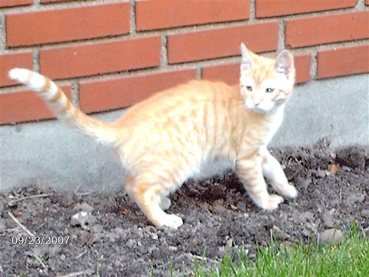 Huskat *GARFIELD* - Uhh der kommer nogen billede 8