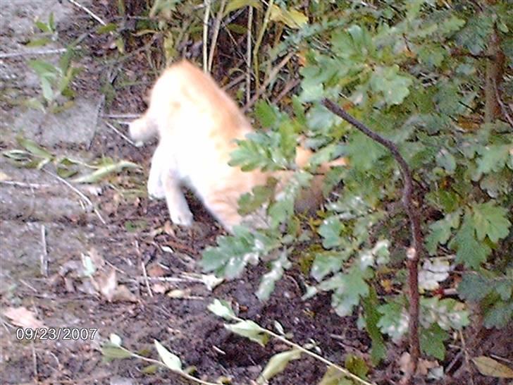 Huskat *GARFIELD* billede 9