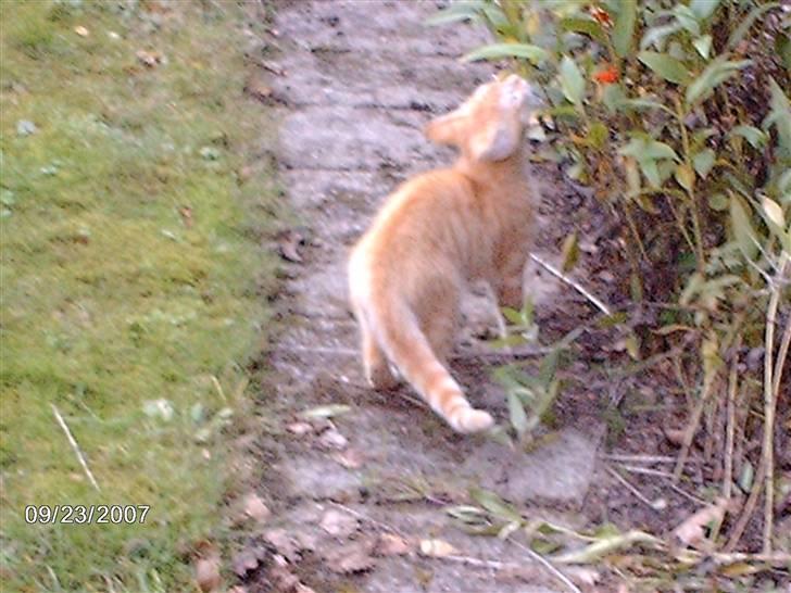 Huskat *GARFIELD* billede 10