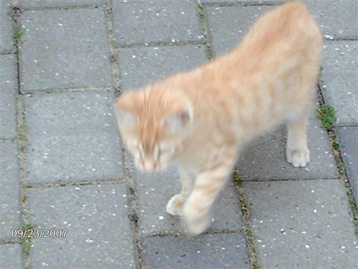 Huskat *GARFIELD* billede 11