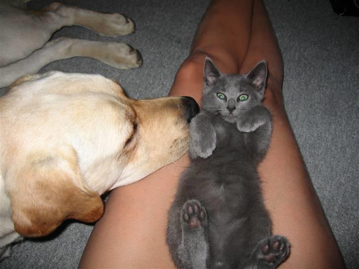 Huskat Cigurt billede 19