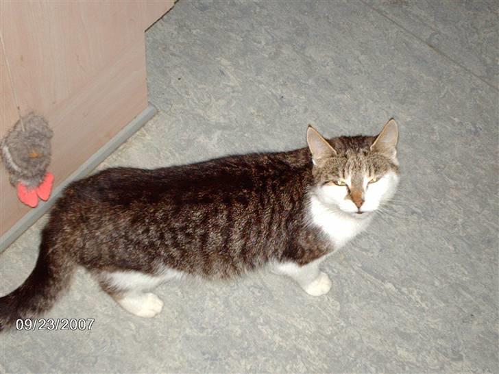 Huskat *THEA* billede 1