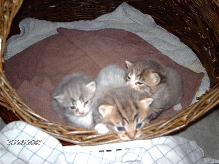 Huskat *THEA* billede 2