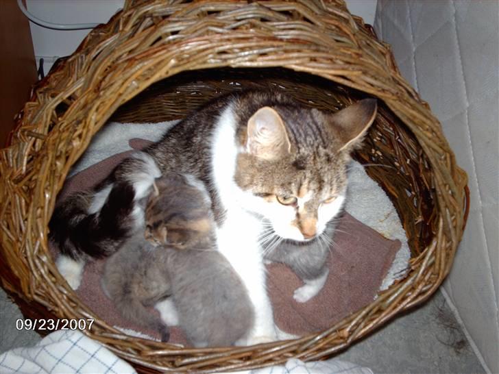 Huskat *THEA* billede 3