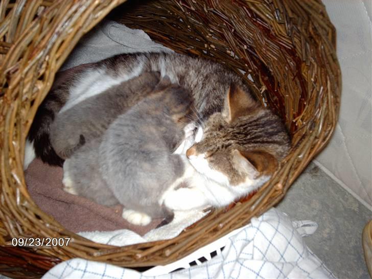 Huskat *THEA* billede 4