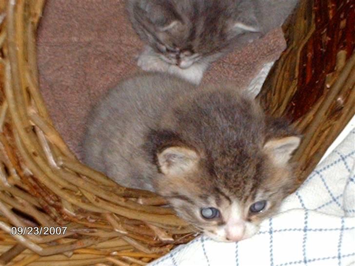 Huskat *THEA* billede 5