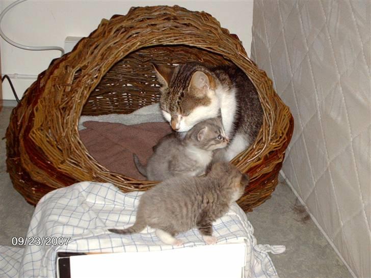 Huskat *THEA* billede 6