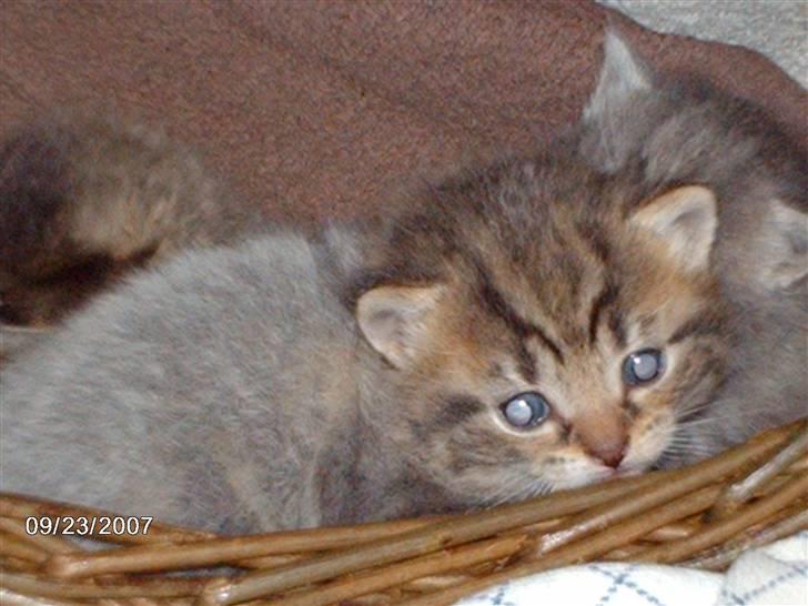 Huskat *THEA* billede 7