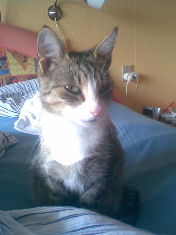 Huskat bølle billede 6