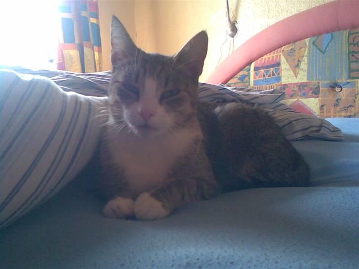 Huskat bølle billede 7