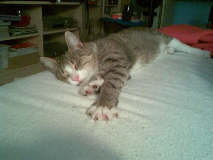 Huskat bølle billede 8