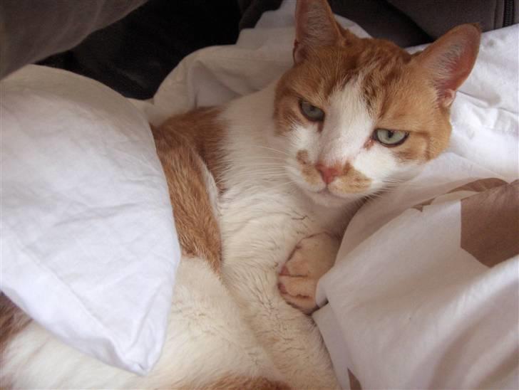 Huskat Sofus billede 6