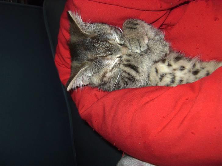 Blanding af racer Lille miss billede 10