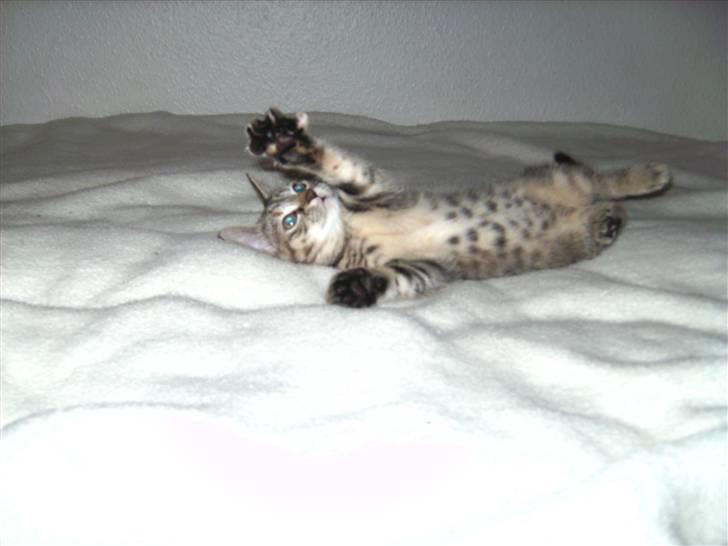 Blanding af racer Lille miss billede 11