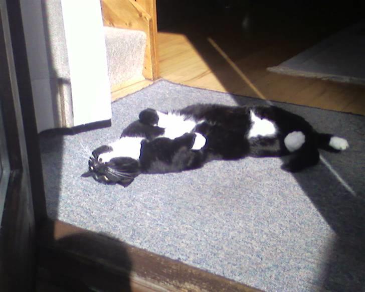 Huskat Mis - mmmhh .. nyder lige den varme sol !  billede 13