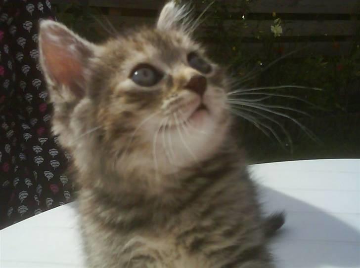 Blanding af racer Lille miss billede 12